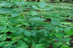 Desmodium triangulare